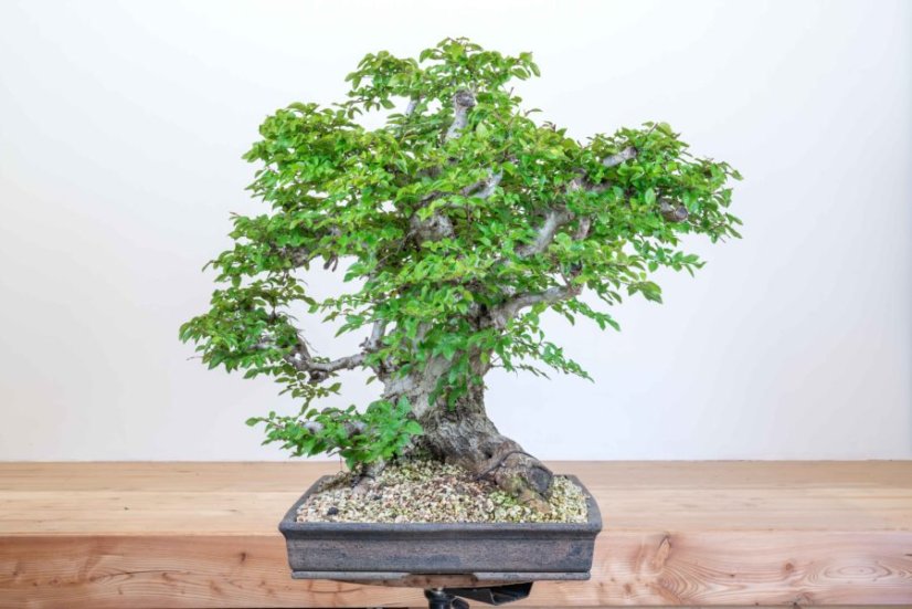 Carpinus orientalis no.5