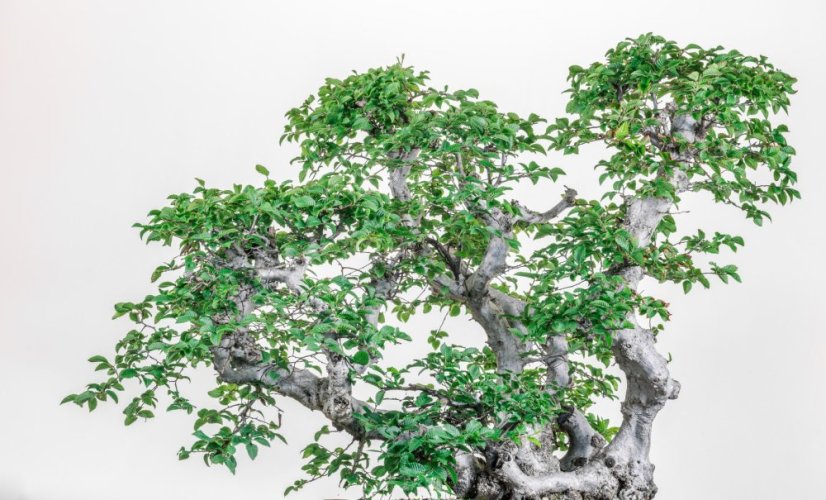 Carpinus orientalis no.1