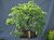 Tilia Cordata #01