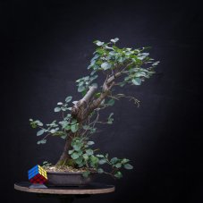 Prunus mahaleb #41