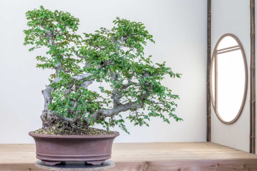 Carpinus orientalis no.1