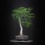Carpinus koreana KH10
