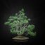 Pinus sylvestris #03