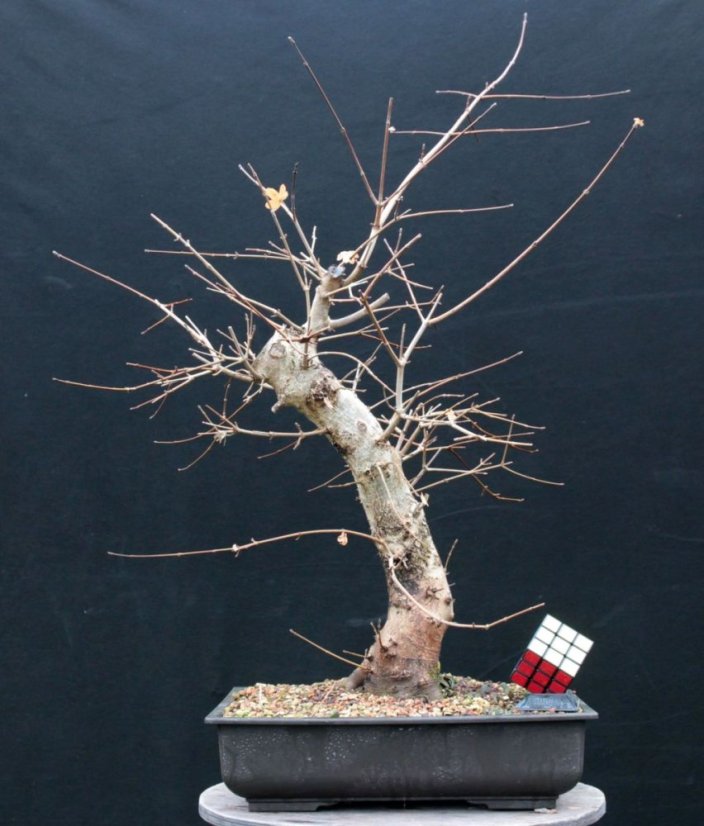 Acer campestre #03