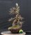 Larix decidua #02