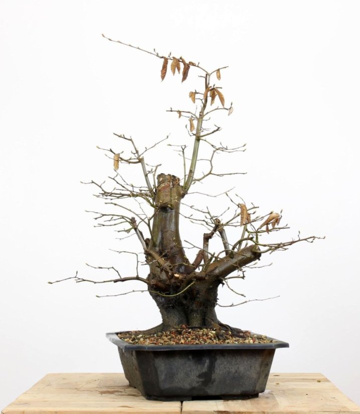 Carpinus betulus #12